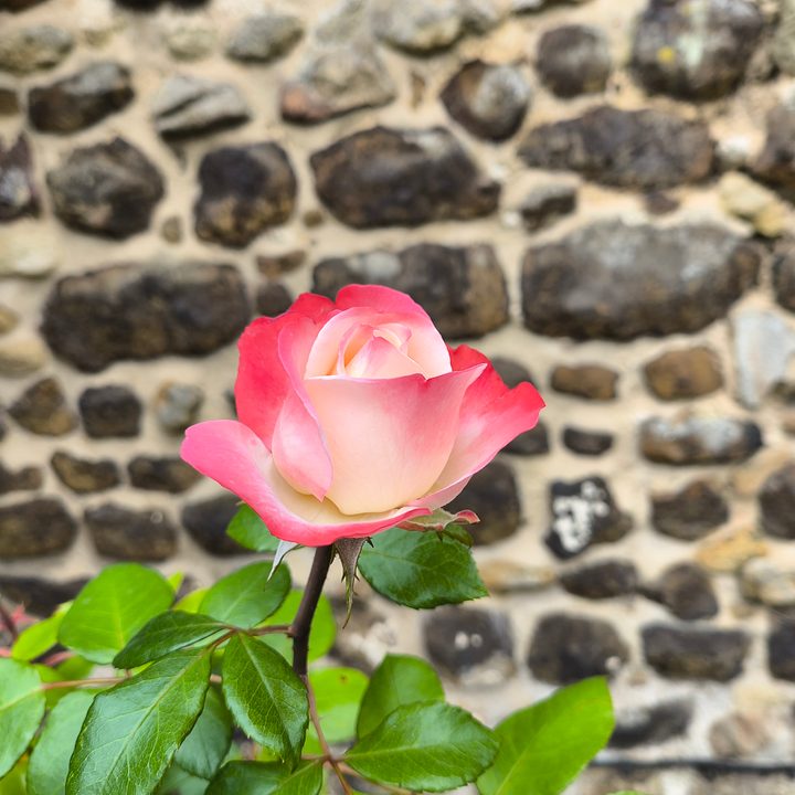 A photo taken with the Motorola Razr 2024's main camera.