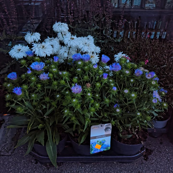 A photo taken with the Motorola Razr 2024's Night mode.