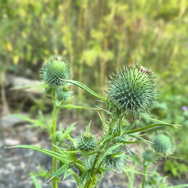 A photo taken with the Motorola Razr 2024's Portrait mode.