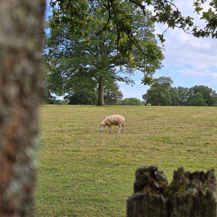 A photo taken with the Samsung Galaxy Z Flip 6's 2x zoom.