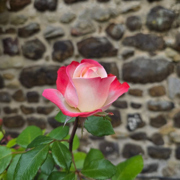 A photo taken with the Samsung Galaxy Z Flip 6's main camera.