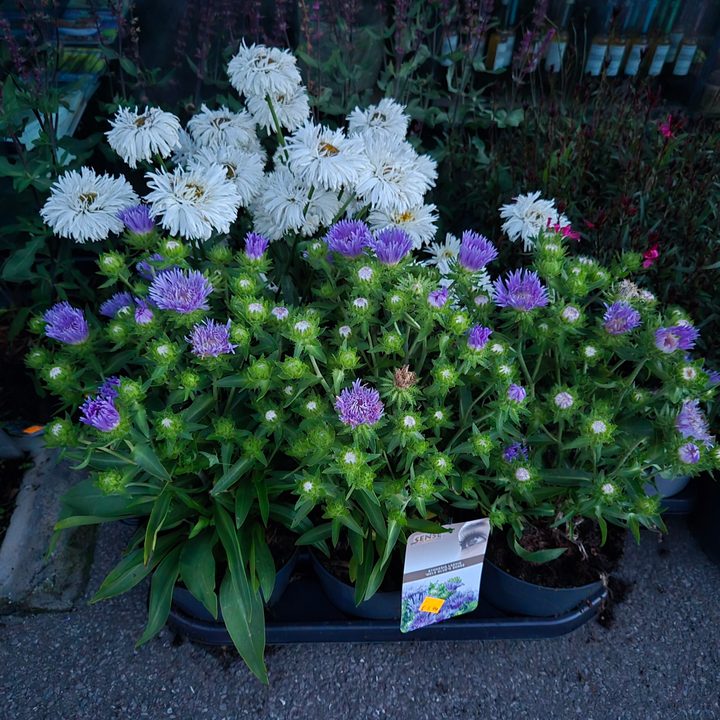 A photo taken with the Samsung Galaxy Z Flip 6's Night mode.