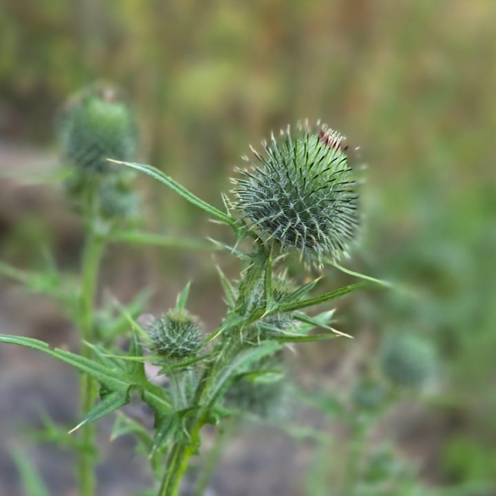 A photo taken with the Samsung Galaxy Z Flip 6's Portrait mode.