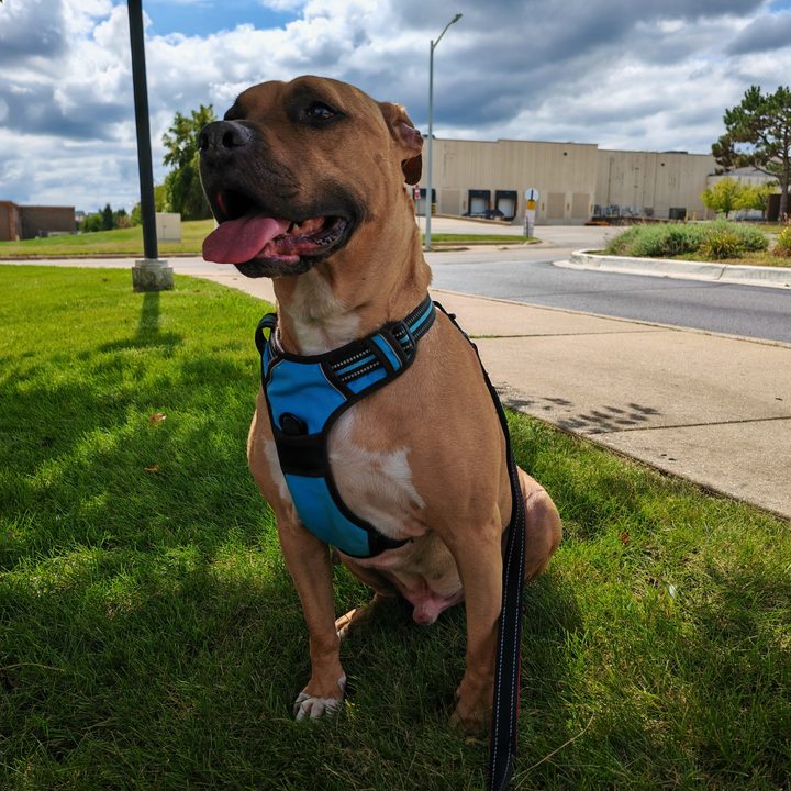 A photo of a dog outside, taken with the Honor Magic V3.