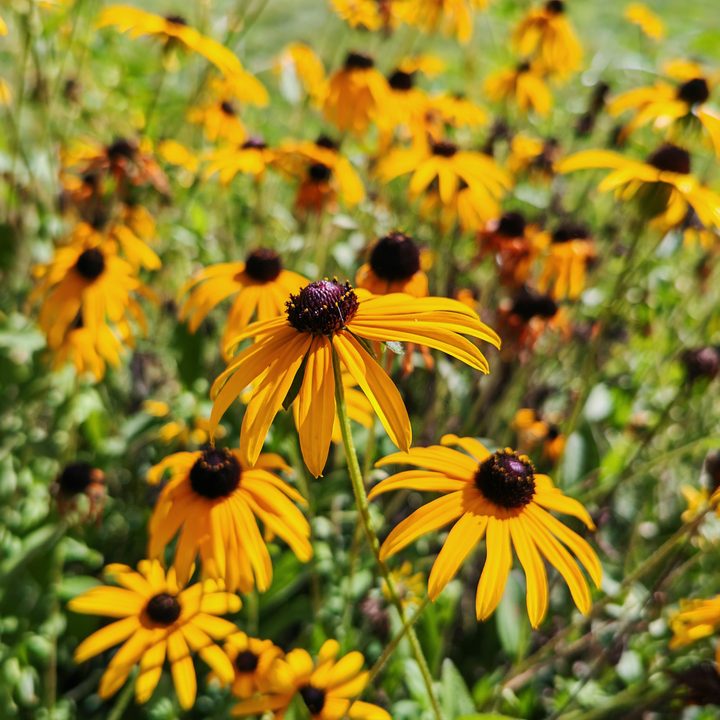 A photo of yellow and black flowers, taken with the Honor Magic V3.