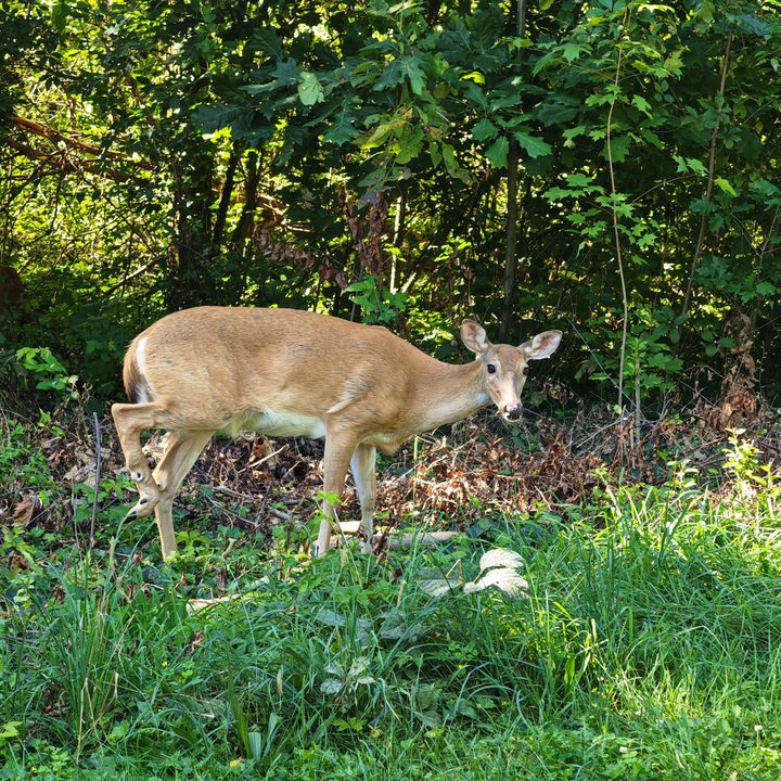 A photo of a deer, taken with the Honor Magic V3.