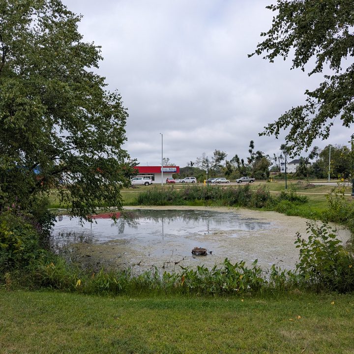 A photo of a small pond, taken with the Honor Magic V3.