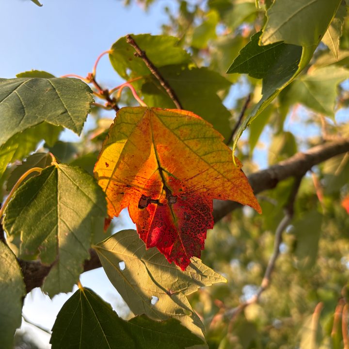 A photo of a leaf, taken with the iPhone 16.