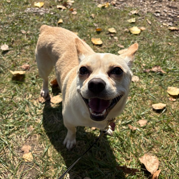 A photo of a small dog, taken with the iPhone 16.