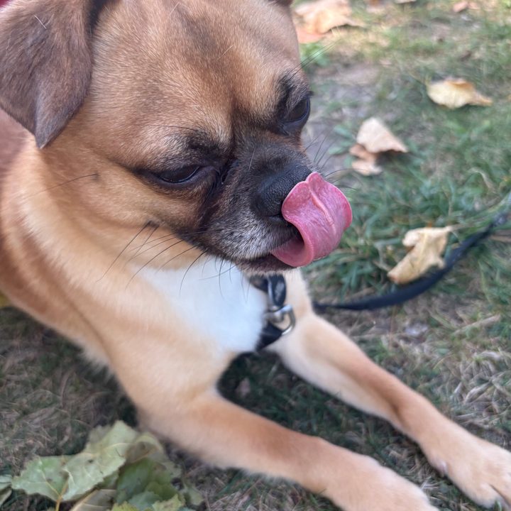 A photo of a small dog licking its nose, taken with the iPhone 16.