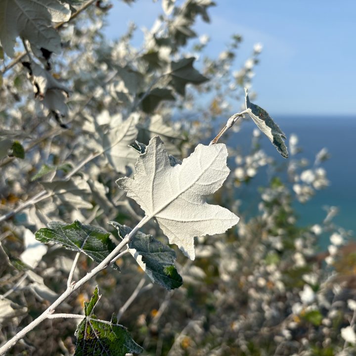 A photo of a white leaf, taken with the iPhone 16.