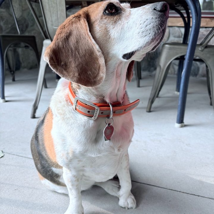 A photo of a dog, taken with the iPhone 16.