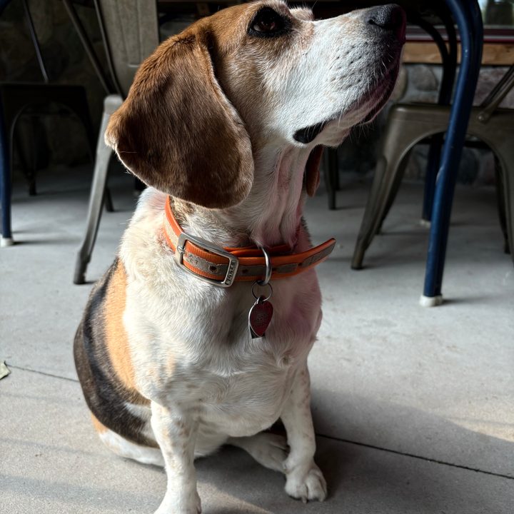 A photo of a dog, taken with the iPhone 16.