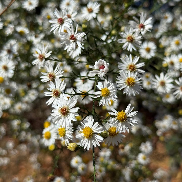 A photo of white flowers, taken with the iPhone 16 Pro.