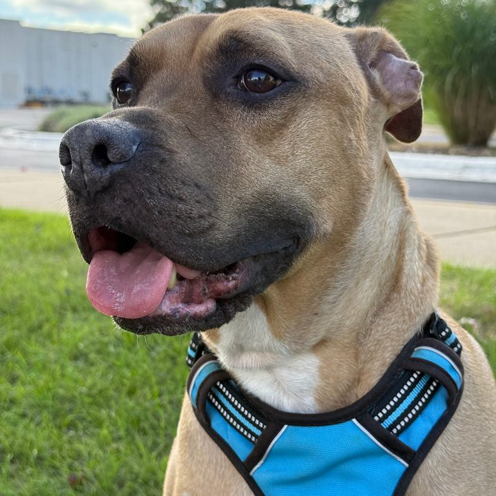 A photo of a pit bull / boxer mix, taken with the iPhone 16 Pro.