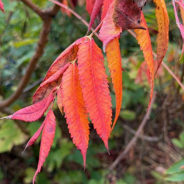 A photo of orange and red leaves, taken with the iPhone 16 Pro.