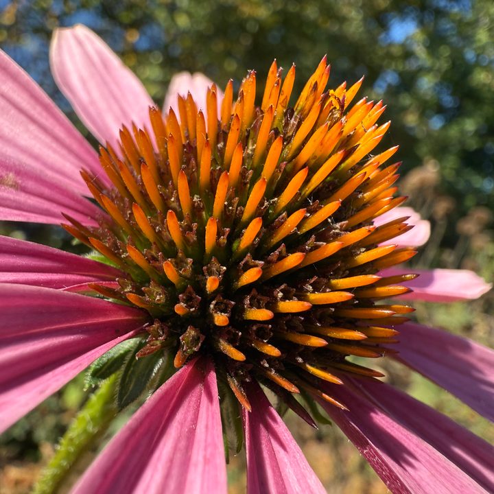 A macro photo of a pink flower, taken with the iPhone 16 Pro.