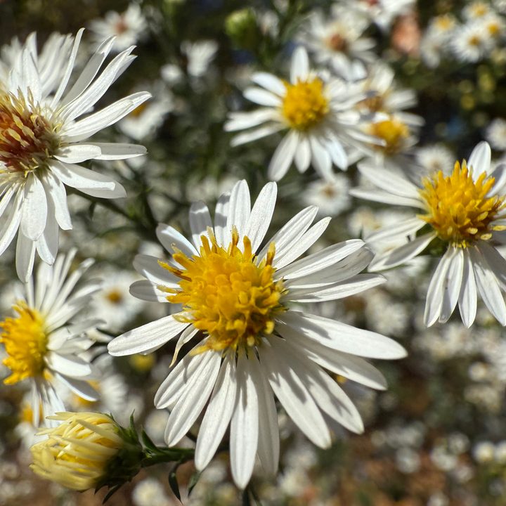 A macro photo of yellow and white flowers, taken with the iPhone 16 Pro.