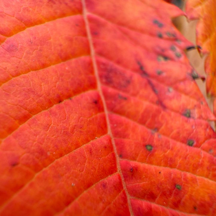 A macro photo of a red leaf, taken with the iPhone 16 Pro.