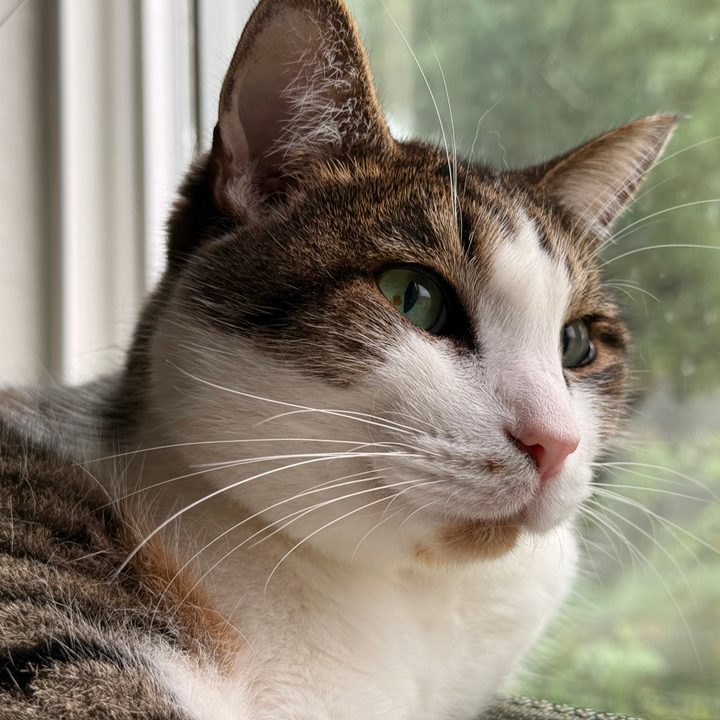 A photo of a brown and white cat, taken with the iPhone 16 Pro.