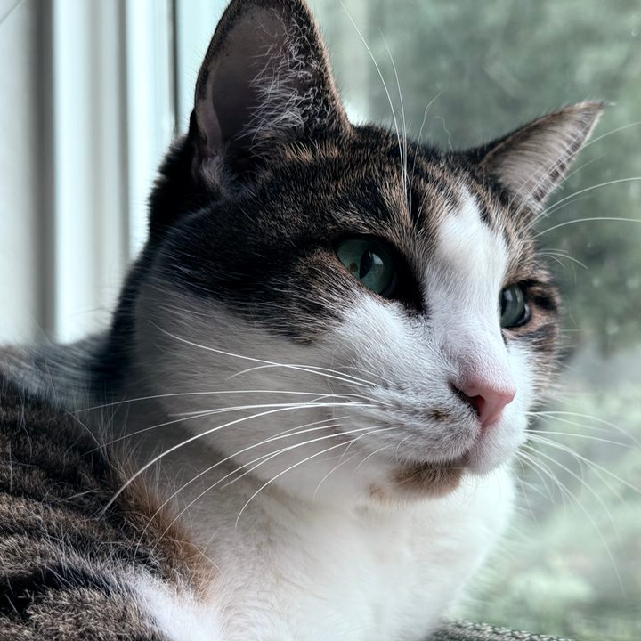 A photo of a brown and white cat, taken with the iPhone 16 Pro.