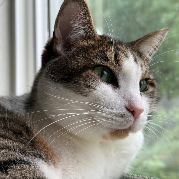 A photo of a brown and white cat, taken with the iPhone 16 Pro.