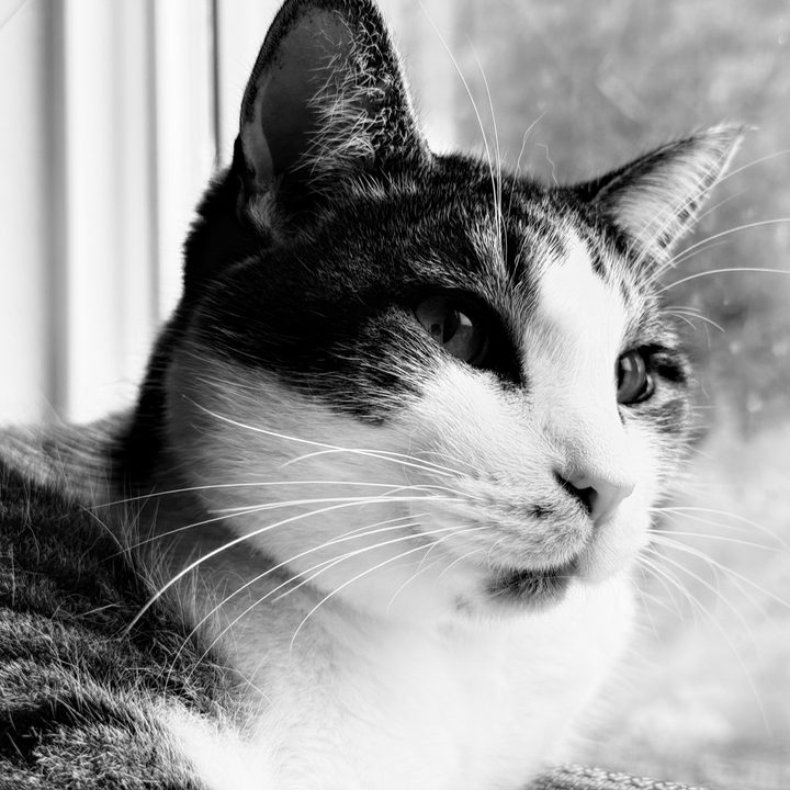 A photo of a brown and white cat, taken with the iPhone 16 Pro.