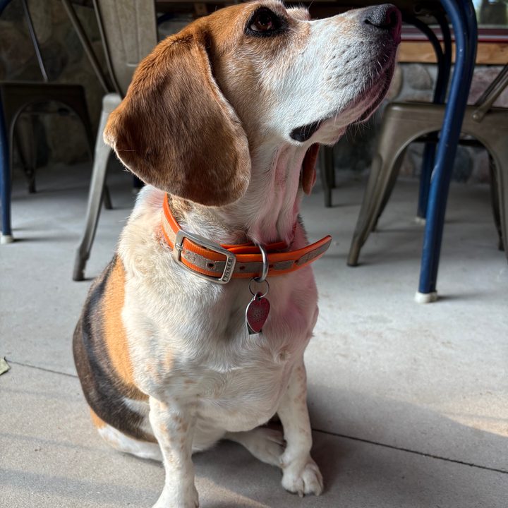 A photo of a dog, taken with the iPhone 16.