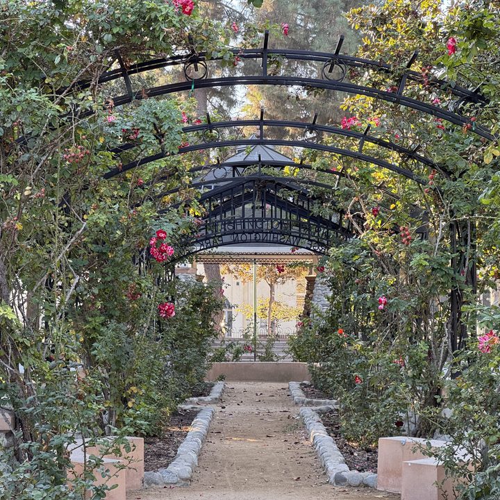 Rose garden 3x taken with iPhone 15 Pro.