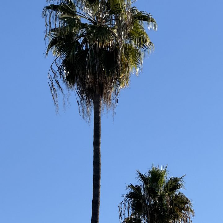 Palm trees 5x taken with iPhone 15 Pro.