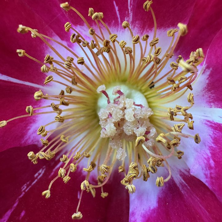 Pink flower pistil macro taken with iPhone 15 Pro.