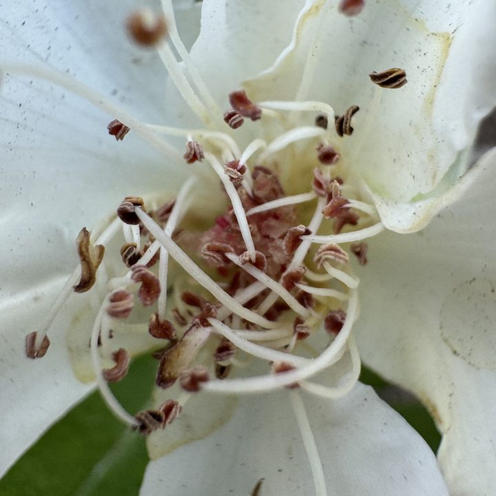 White flower pistil macro taken with iPhone 15 Pro.