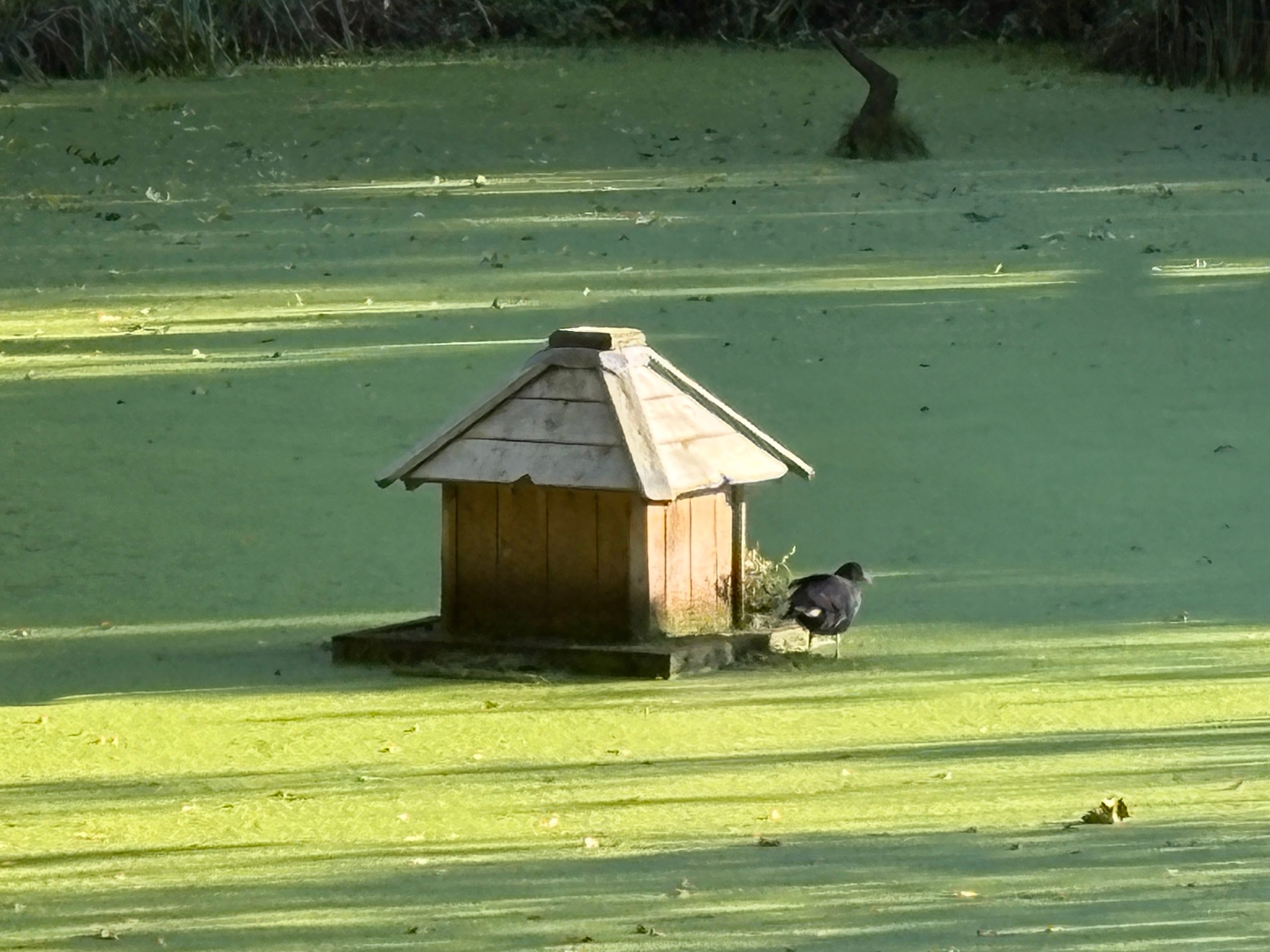 A photo taken with the Apple iPhone 16 Plus's 10x zoom.