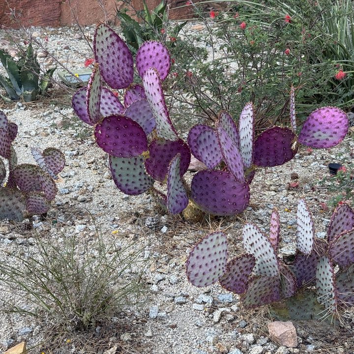 Purple prickly pear cactus taken with iPhone 16 Pro.