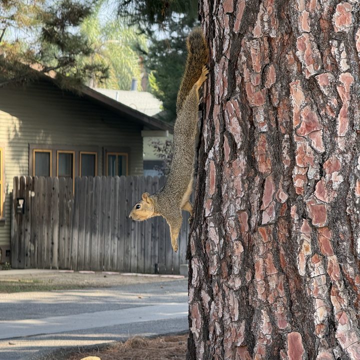 Squirrel in a tree taken with iPhone 16 Pro Max.