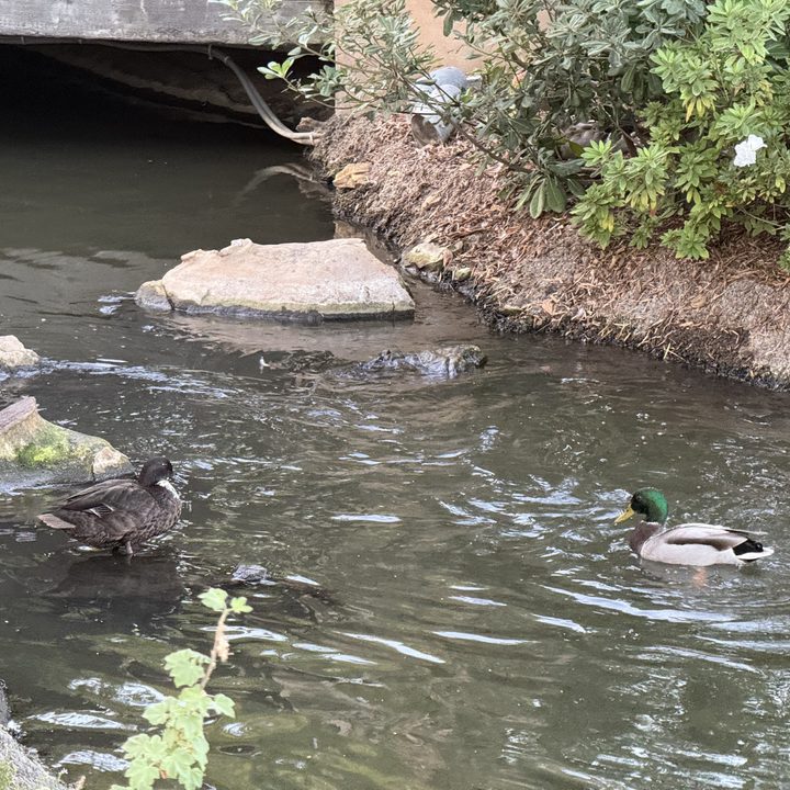 Ducks in a river taken with iPhone 16 Pro Max.