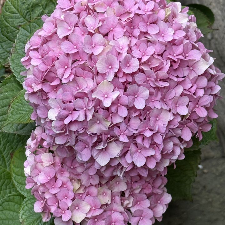 Pink hydrangeas taken with iPhone 16 Pro Max.