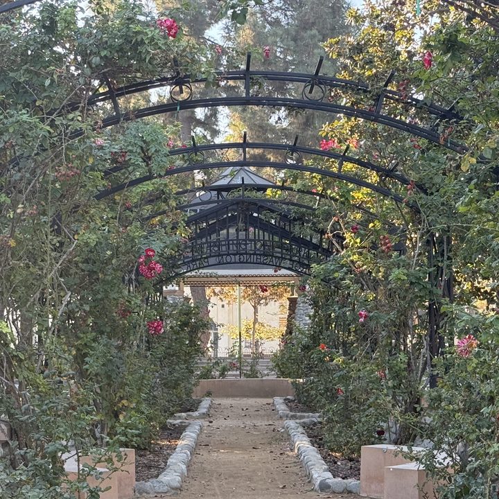 Rose garden 3x taken with iPhone 16 Pro.