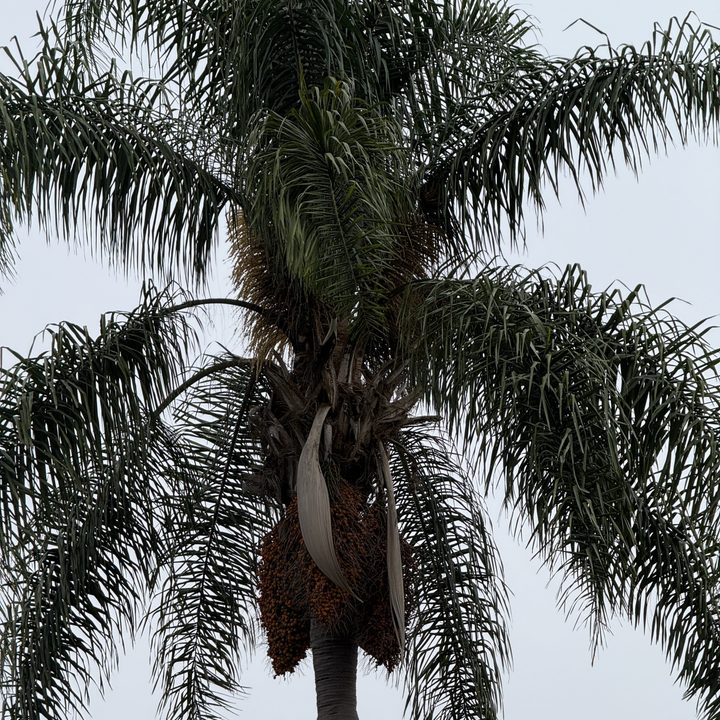 5x telephoto shot of a palm tree taken with iPhone 16 Pro.