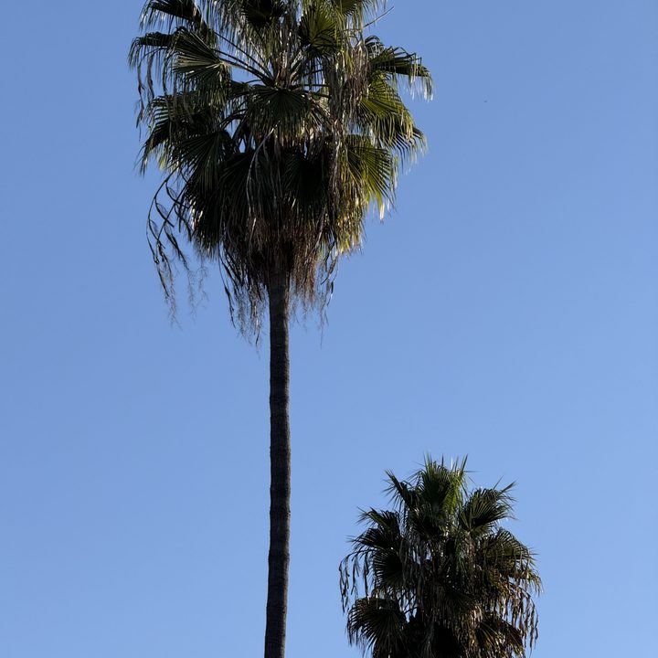 Palm trees 5x taken with iPhone 16 Pro.