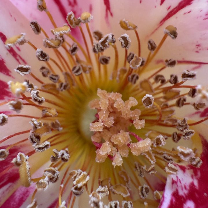Macro of flower taken with iPhone 16 Pro.