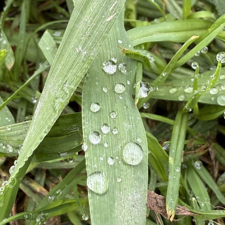 Macro of water drops on grass taken with iPhone 16 Pro.