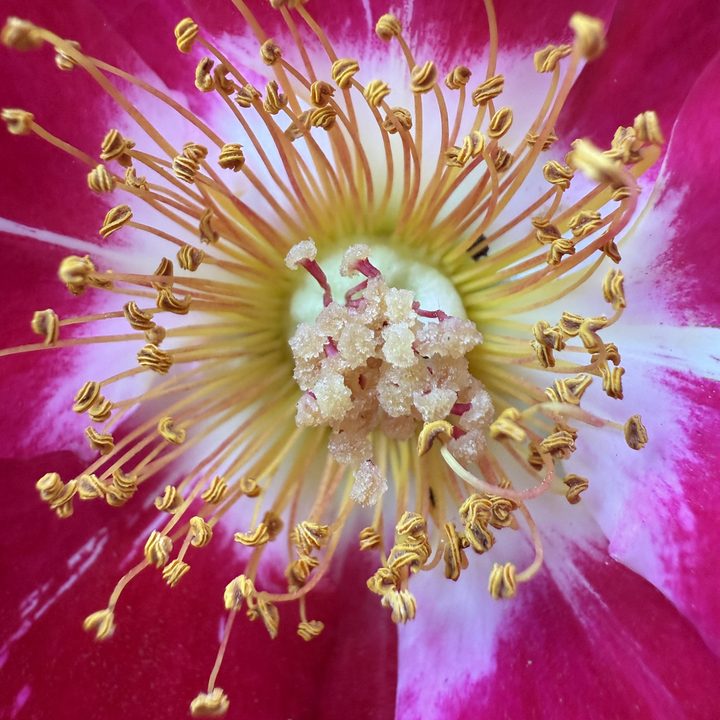 Pink flower pistil macro taken with iPhone 16 Pro.