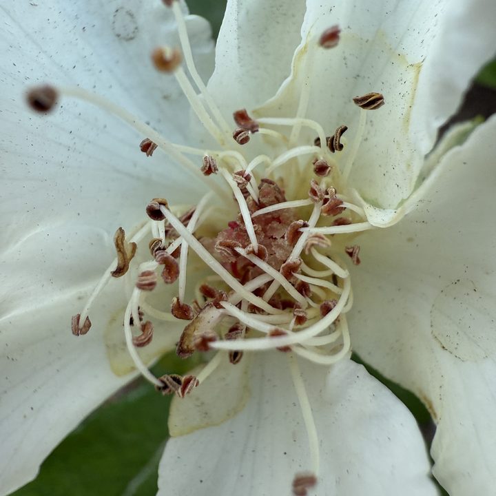 White flower pistil macro taken with iPhone 16 Pro.