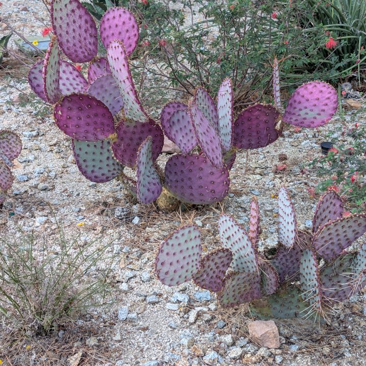 Purple prickly pear cactus taken with Pixel 9 Pro.