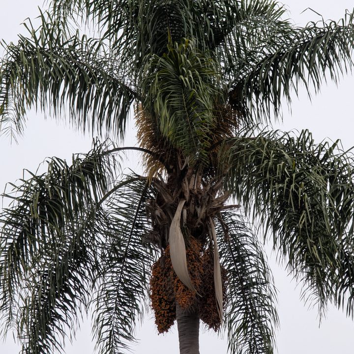 5x telephoto shot of palm tree taken with Pixel 9 Pro.