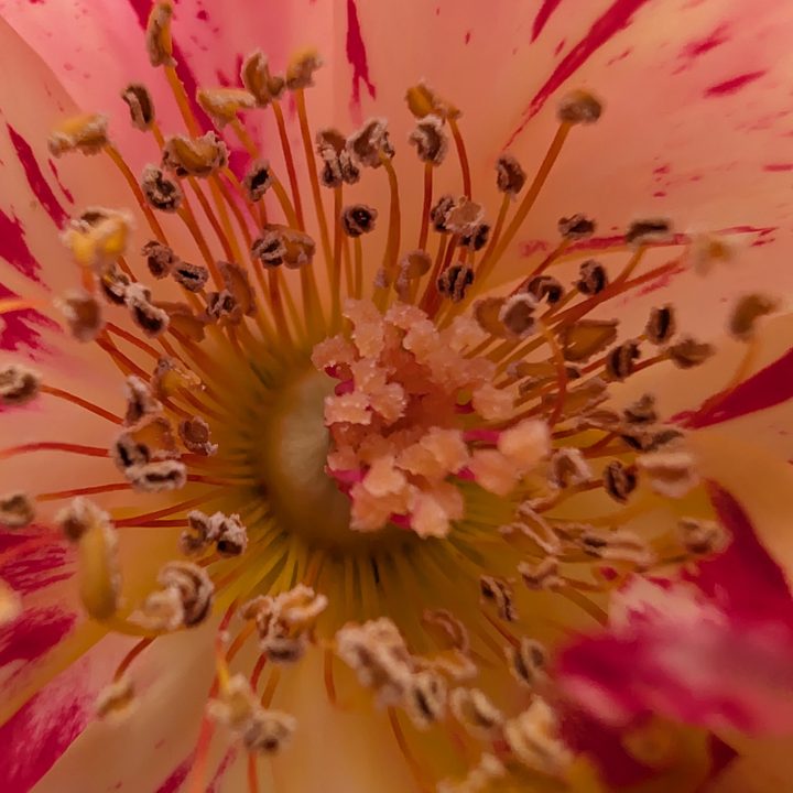 Macro of flower taken with Pixel 9 Pro.