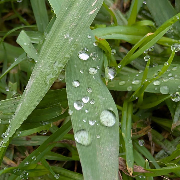 Macro of water drops on grass taken with Pixel 9 Pro.
