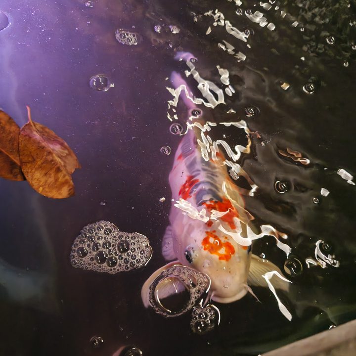 A lowlight photo of a fish captured on the Find X8 Pro