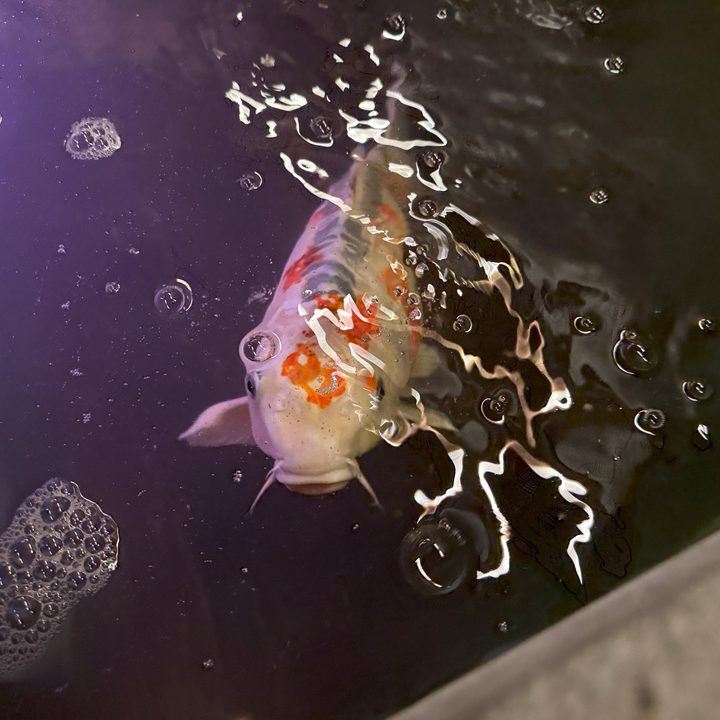 A lowlight photo of a fish captured on the iPhone 16 Pro